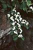 Cotoneaster multiflorus flowers