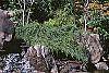 Cotoneaster salicifolia habit
