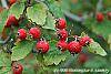Crataegus arkansana fruit