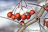 Crataegus crusgalli fruit