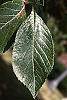Crataegus x lavallei leaves
