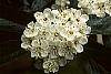 Crataegus x lavallei flowers