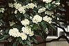 Crataegus x lavallei flowers