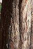 Crataegus x lavallei bark