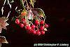 Crataegus phaenopyrum fruit