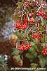 Crataegus phaenopyrum fruit