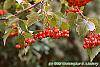Crataegus phaenopyrum fruit