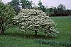 Crataegus poliophylla habit