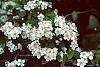 Crataegus poliophylla flowers