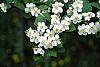 Crataegus poliophylla flowers