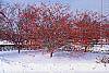 Crataegus viridis 'Winter King' habit