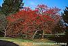 Crataegus viridis 'Winter King' habit