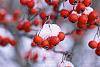 Crataegus viridis 'Winter King' fruit