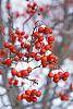 Crataegus viridis 'Winter King' fruit