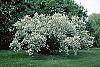 Exochorda racemosa habit
