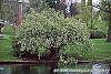 Exochorda racemosa habit