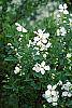 Exochorda racemosa flowers