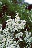 Exochorda racemosa flowers