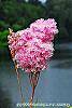 Filipendula rubra flowers