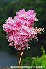 Filipendula rubra flowers