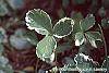 Fragaria vesca 'Variegata' leaves