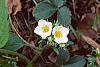 Fragaria virginiana flowers