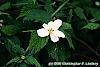 Kerria japonica 'Albescens' flowers