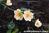 Kerria japonica 'Albescens' flowers