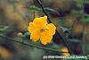 Kerria japonica 'Golden Guinea' flowers