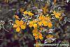 Kerria japonica 'Picta' flowers