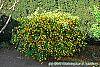 Kerria japonica 'Pleniflora' habit