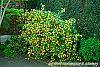 Kerria japonica 'Pleniflora' habit