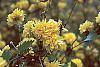 Kerria japonica 'Pleniflora' flowers