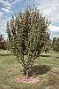 Malus x 'Adirondack' habit
