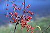Malus x 'Amberina' fruit