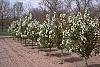 Malus baccata 'Jackii' habit