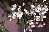 Malus baccata 'Jackii' flowers