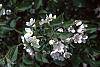 Malus baccata 'Jackii' flowers