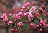 Malus 'Brandywine' flowers