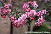 Malus 'Brandywine' flowers