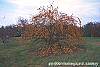 Malus 'Canary' habit