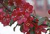 Malus x 'Centurion' flowers