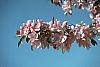 Malus x 'Centurion' flowers