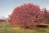 Malus 'Coralburst' habit