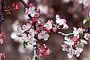 Malus 'Coralburst' flowers