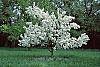Malus 'David' habit