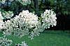 Malus 'David' flowers