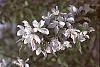 Malus 'Dolgo' flowers