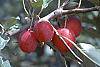 Malus 'Dolgo' fruit
