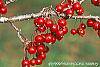 Malus 'Ellen Gerhart' fruit